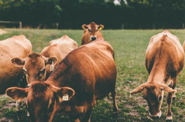 Gippsland Dairy